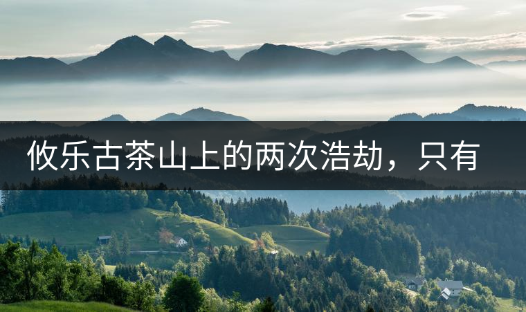 攸樂古茶山上的兩次浩劫，只有絕少部分的茶人解內(nèi)情
