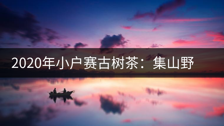 2020年小戶賽古樹茶：集山野氣韻，柔中帶霸氣-易武中聘號(hào)