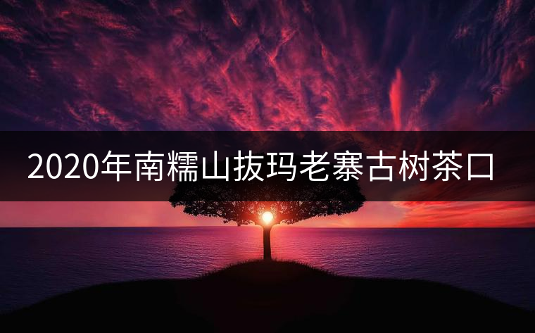 2020年南糯山抜瑪老寨古樹(shù)茶口感-易武中聘號(hào)