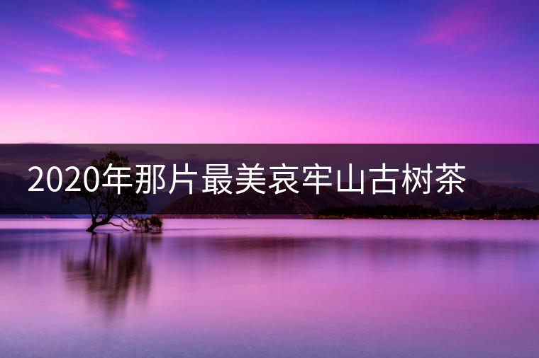 2020年那片最美哀牢山古樹茶 讓我了遇見你-易武中聘號