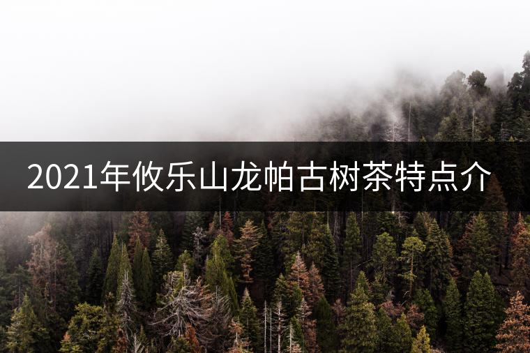 2021年攸樂山龍帕古樹茶特點(diǎn)介紹 2021年攸樂山龍帕古樹茶特點(diǎn)介紹