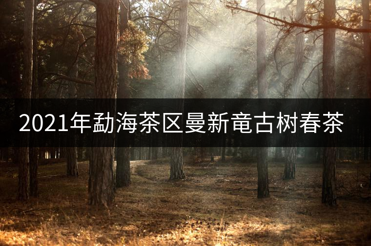 2021年勐海茶區(qū)曼新竜古樹春茶多少錢一公斤？