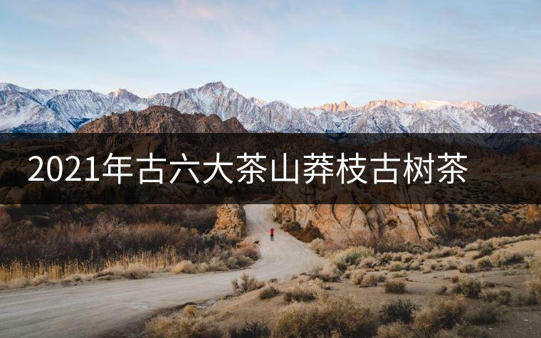 2021年古六大茶山莽枝古樹茶春茶口感特點(diǎn) 2021年古六大茶山莽枝古樹茶春茶口感特點(diǎn)