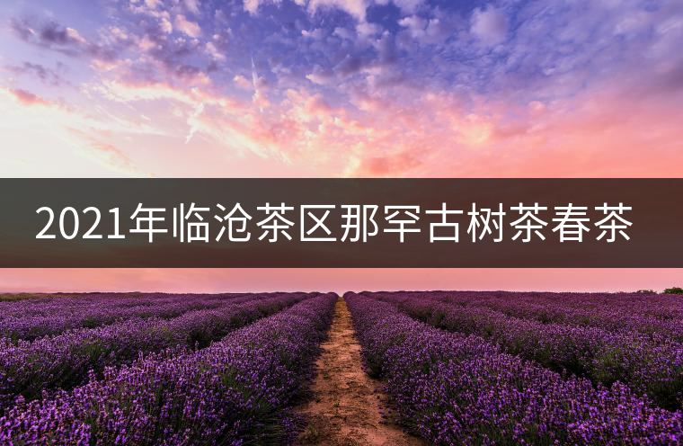 2021年臨滄茶區(qū)那罕古樹茶春茶多少錢一公斤？