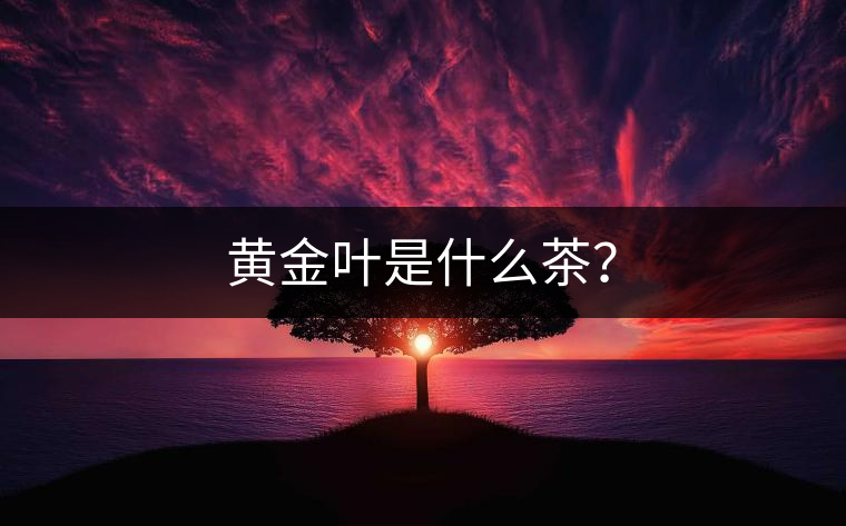 黃金葉是什么茶？