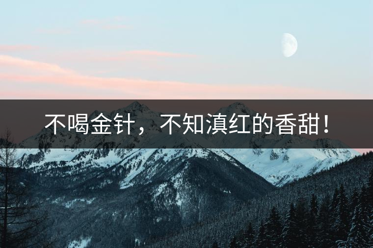 不喝金針，不知滇紅的香甜！