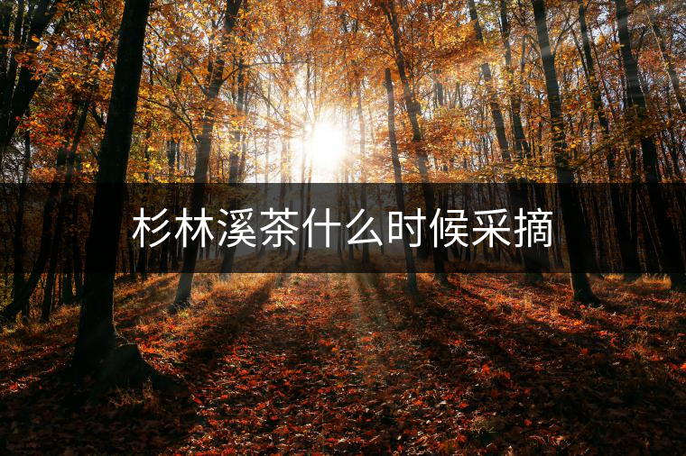 杉林溪茶什么時(shí)候采摘 杉林溪茶什么時(shí)候采摘