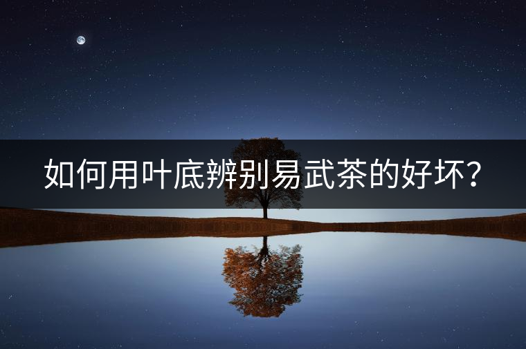 如何用葉底辨別易武茶的好壞？