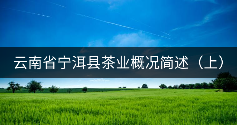 云南省寧洱縣茶業(yè)概況簡(jiǎn)述(上) 云南省寧洱縣茶業(yè)概況簡(jiǎn)述(上)