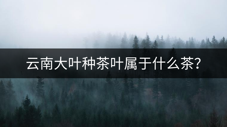 云南大葉種茶葉屬于什么茶？