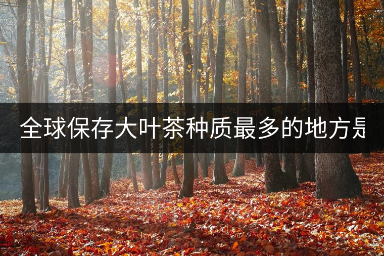 全球保存大葉茶種質(zhì)最多的地方是哪？
