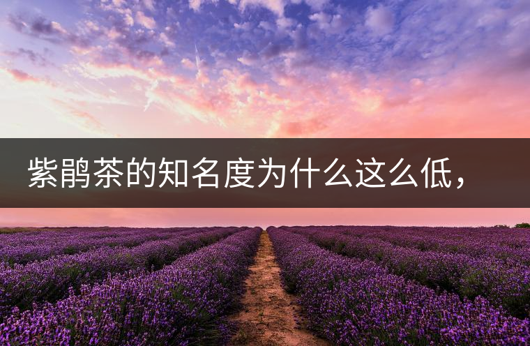 紫鵑茶的知名度為什么這么低，適合做成生茶還是熟茶？