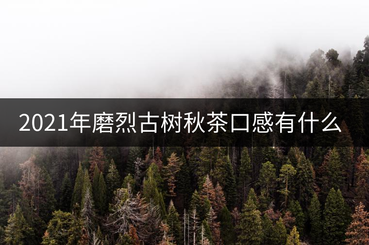 2021年磨烈古樹秋茶口感有什么特點？