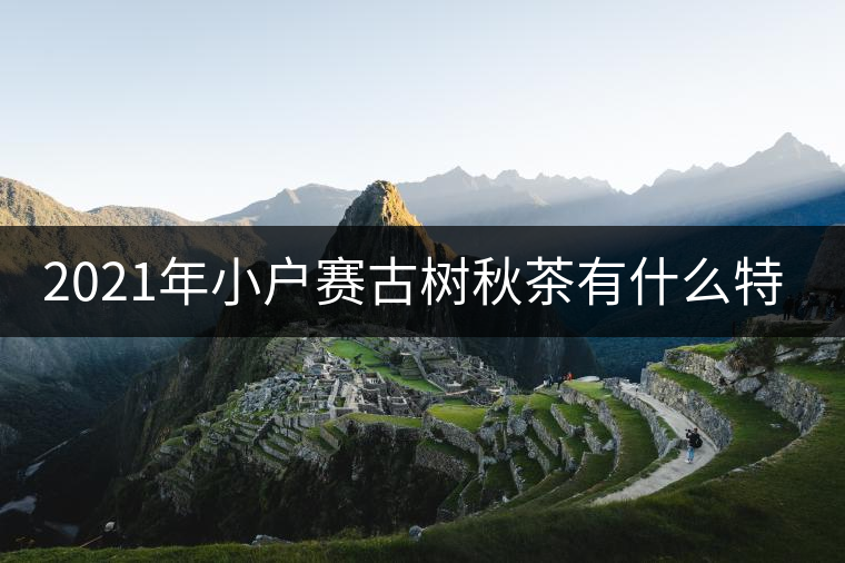 2021年小戶賽古樹秋茶有什么特點？