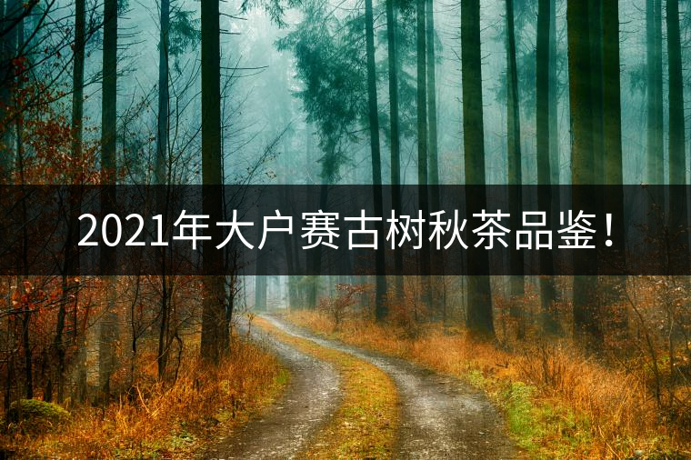 2021年大戶賽古樹(shù)秋茶品鑒！