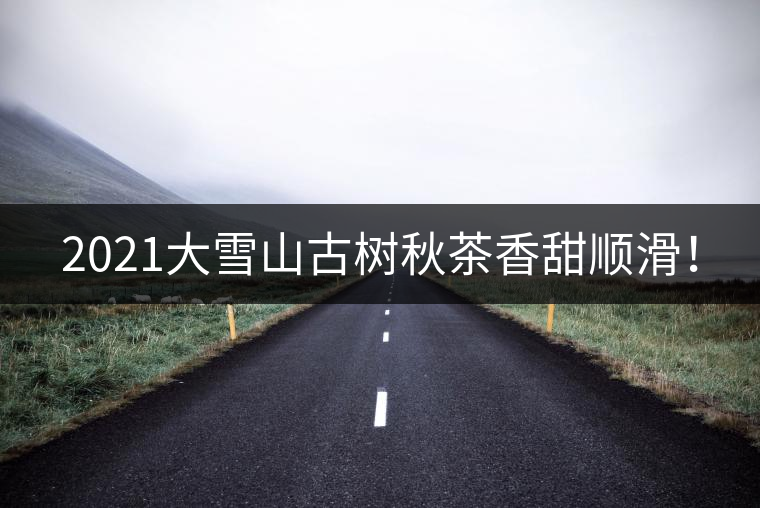 2021大雪山古樹秋茶香甜順滑！