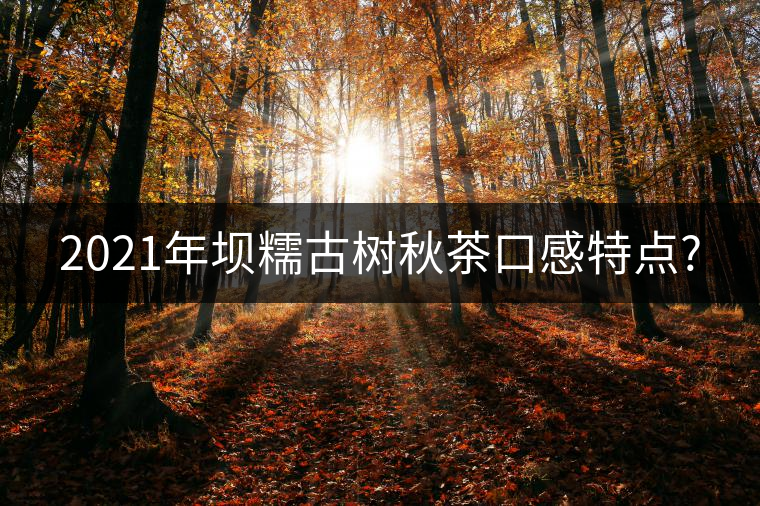 2021年壩糯古樹秋茶口感特點? 2021年壩糯古樹秋茶口感特點?