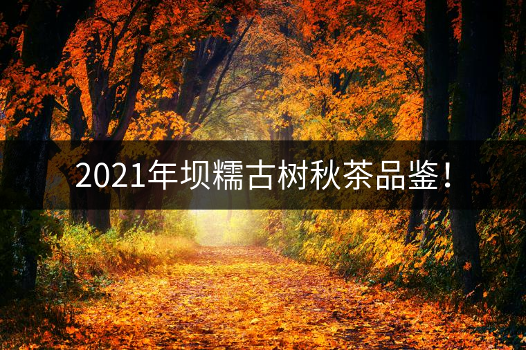 2021年壩糯古樹秋茶品鑒！