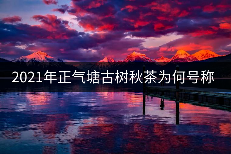 2021年正氣塘古樹秋茶為何號稱小冰島？