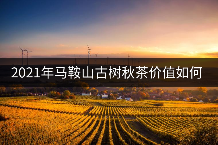 2021年馬鞍山古樹秋茶價值如何？