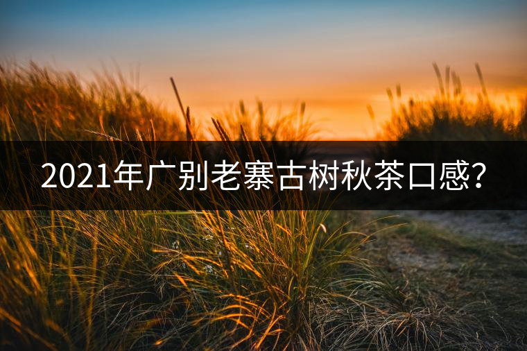 2021年廣別老寨古樹秋茶口感？