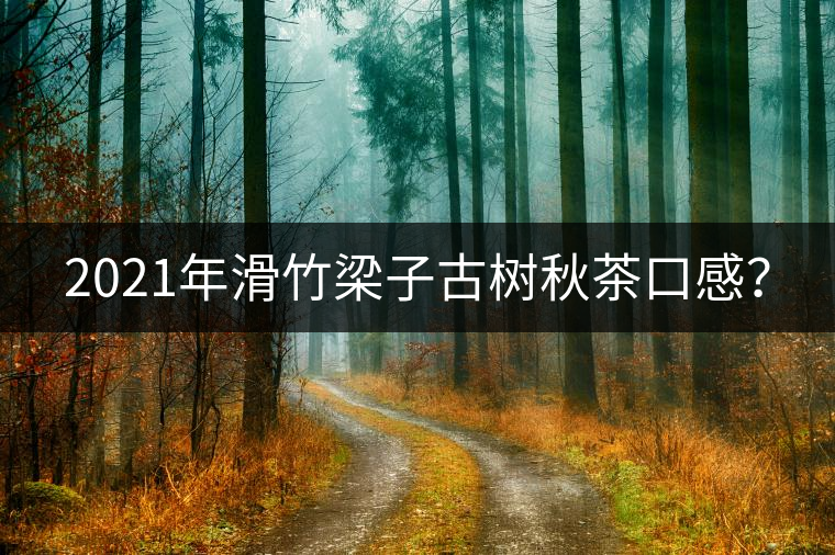 2021年滑竹梁子古樹秋茶口感？