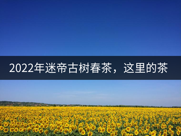 2022年迷帝古樹春茶，這里的茶 皇帝都著迷