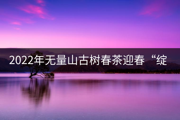 2022年無量山古樹春茶迎春“綻放”！