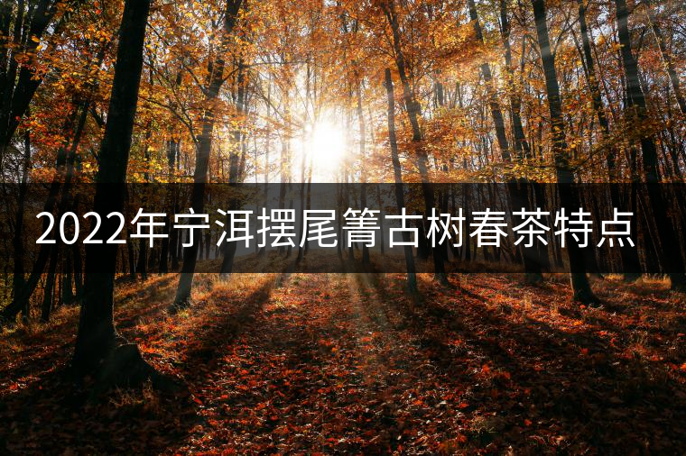 2022年寧洱擺尾箐古樹春茶特點？