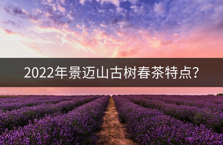 2022年景邁山古樹春茶特點(diǎn)？