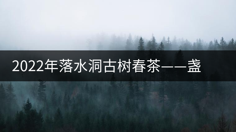 2022年落水洞古樹春茶——盞盛琥珀光，柔甜入人心