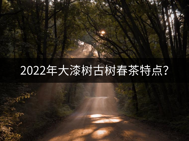 2022年大漆樹古樹春茶特點？