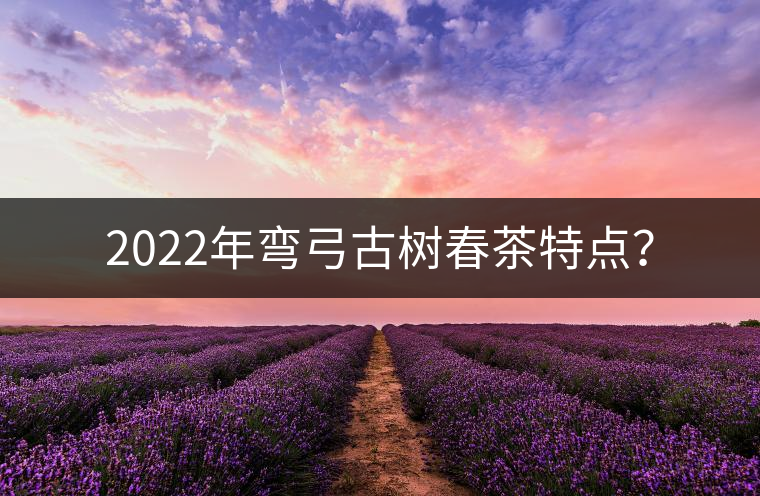 2022年彎弓古樹(shù)春茶特點(diǎn)？