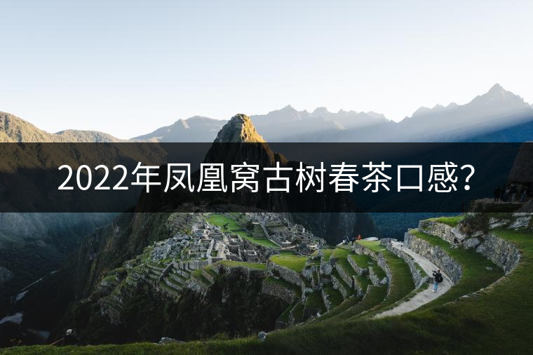2022年鳳凰窩古樹春茶口感？