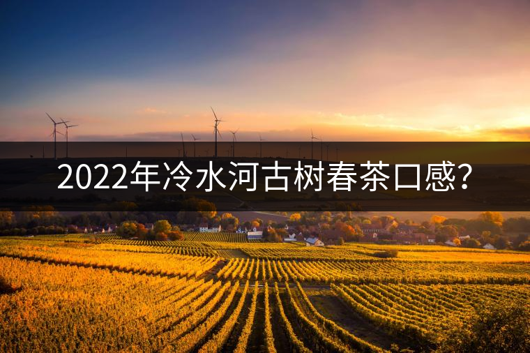 2022年冷水河古樹春茶口感？