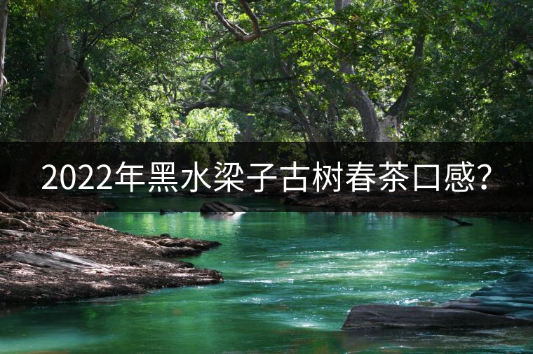 2022年黑水梁子古樹(shù)春茶口感? 2022年黑水梁子古樹(shù)春茶口感?