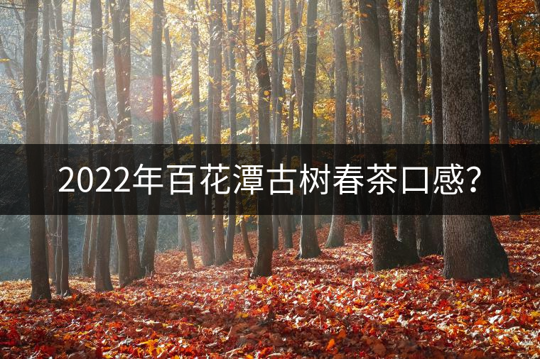 2022年百花潭古樹春茶口感？