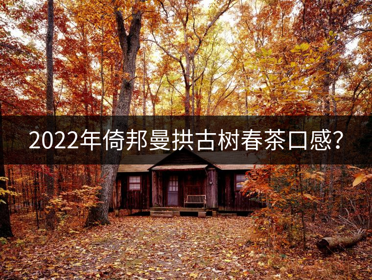 2022年倚邦曼拱古樹春茶口感？