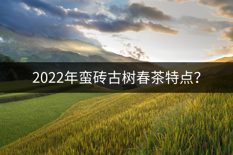 2022年蠻磚古樹春茶特點(diǎn)？