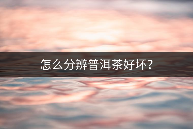 怎么分辨普洱茶好壞？