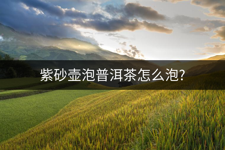 紫砂壺泡普洱茶怎么泡?