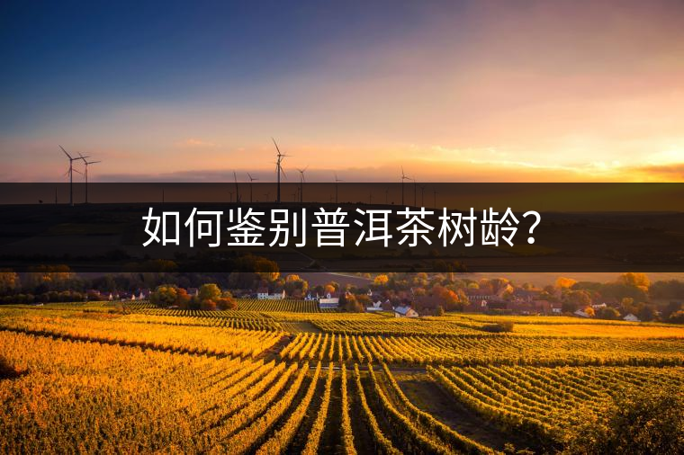 如何鑒別普洱茶樹齡？