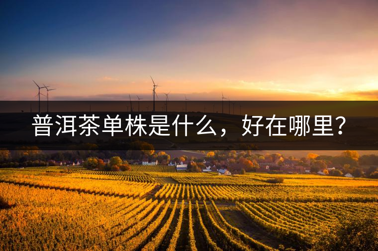 普洱茶單株是什么，好在哪里？