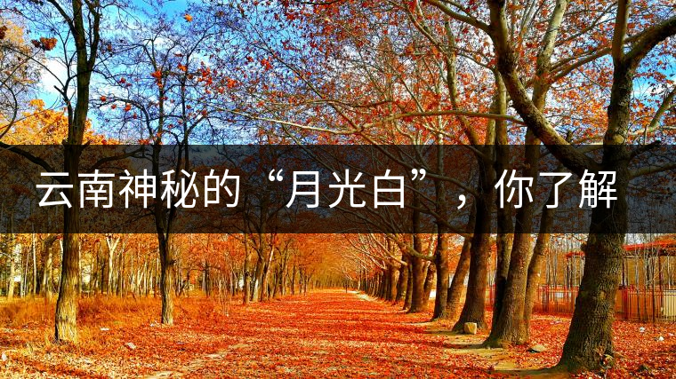 云南神秘的“月光白”，你了解多少？