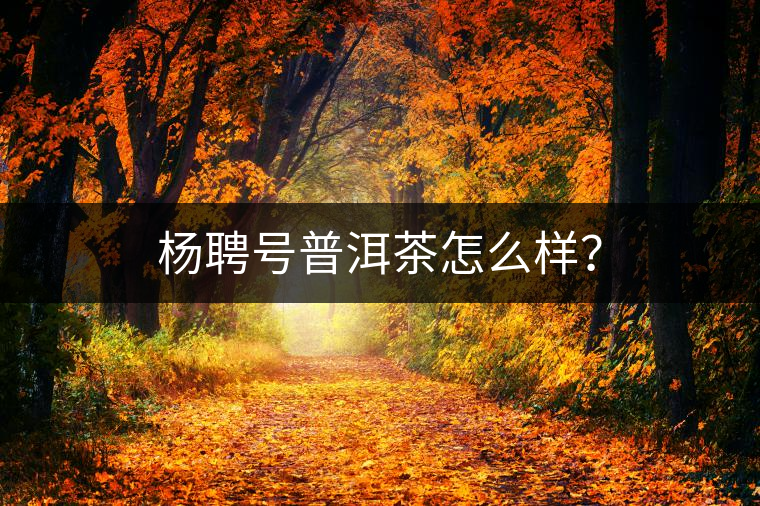 楊聘號(hào)普洱茶怎么樣？