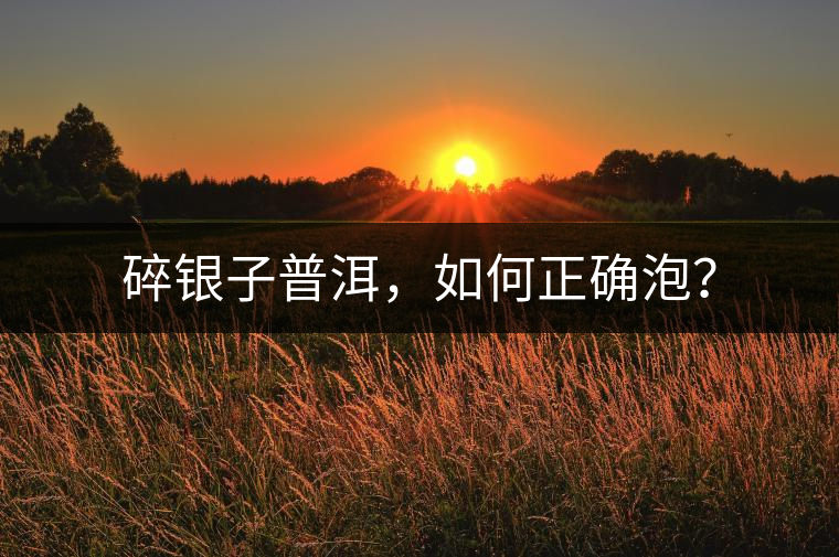 碎銀子普洱，如何正確泡？