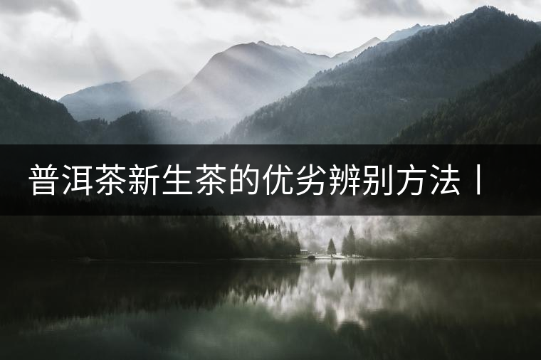 普洱茶新生茶的優(yōu)劣辨別方法丨經(jīng)驗(yàn) 普洱茶新生茶的優(yōu)劣辨別方法丨經(jīng)驗(yàn)