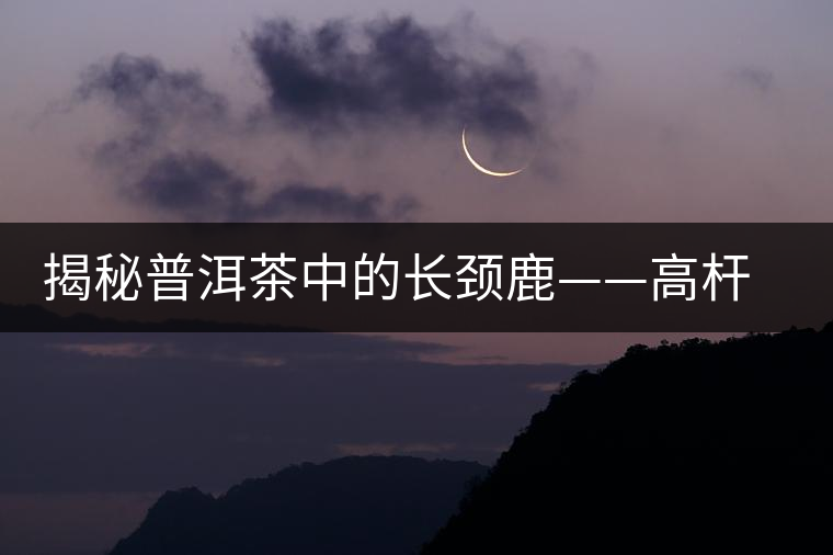 揭秘普洱茶中的長頸鹿——高桿古樹茶