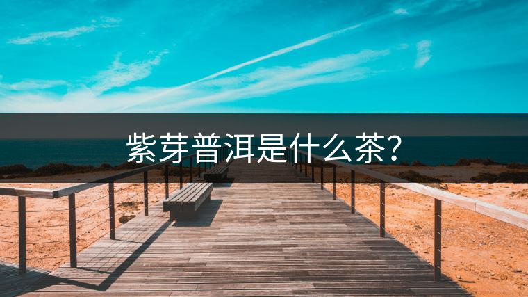 紫芽普洱是什么茶？