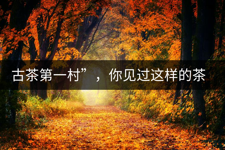 古茶第一村”，你見過(guò)這樣的茶樹嗎？